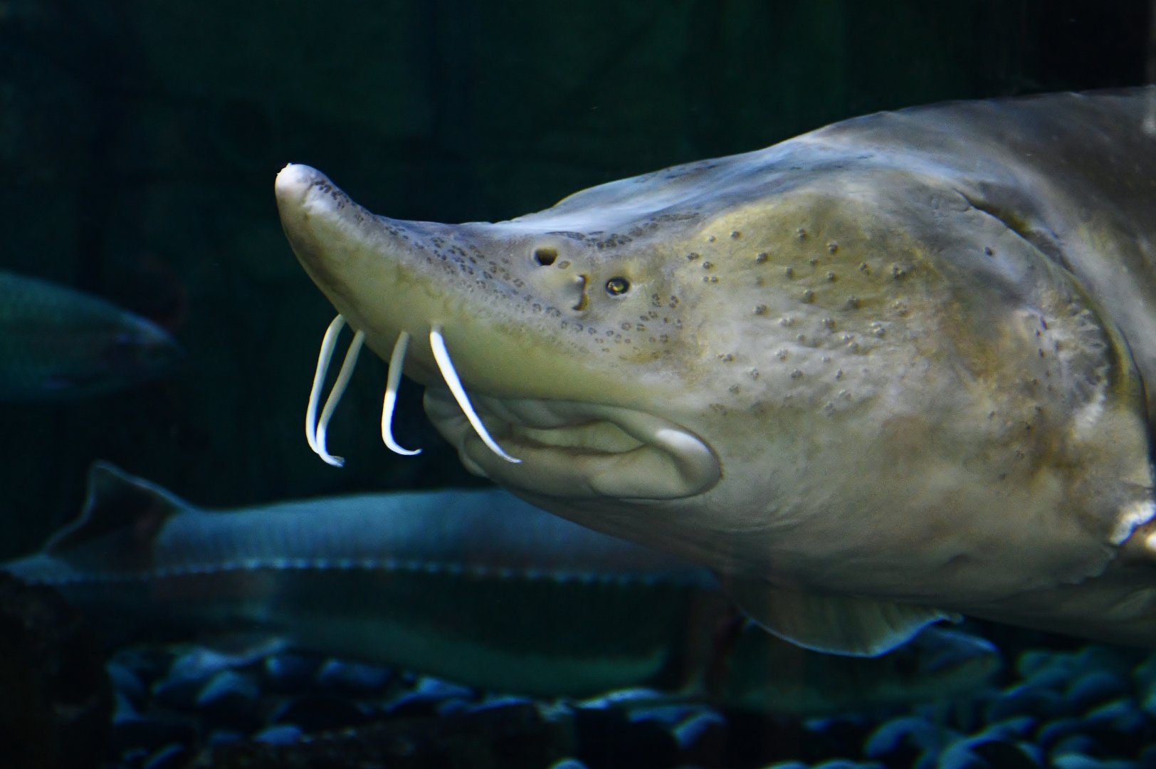 Amur Sturgeon (Acipenser schrenckii)