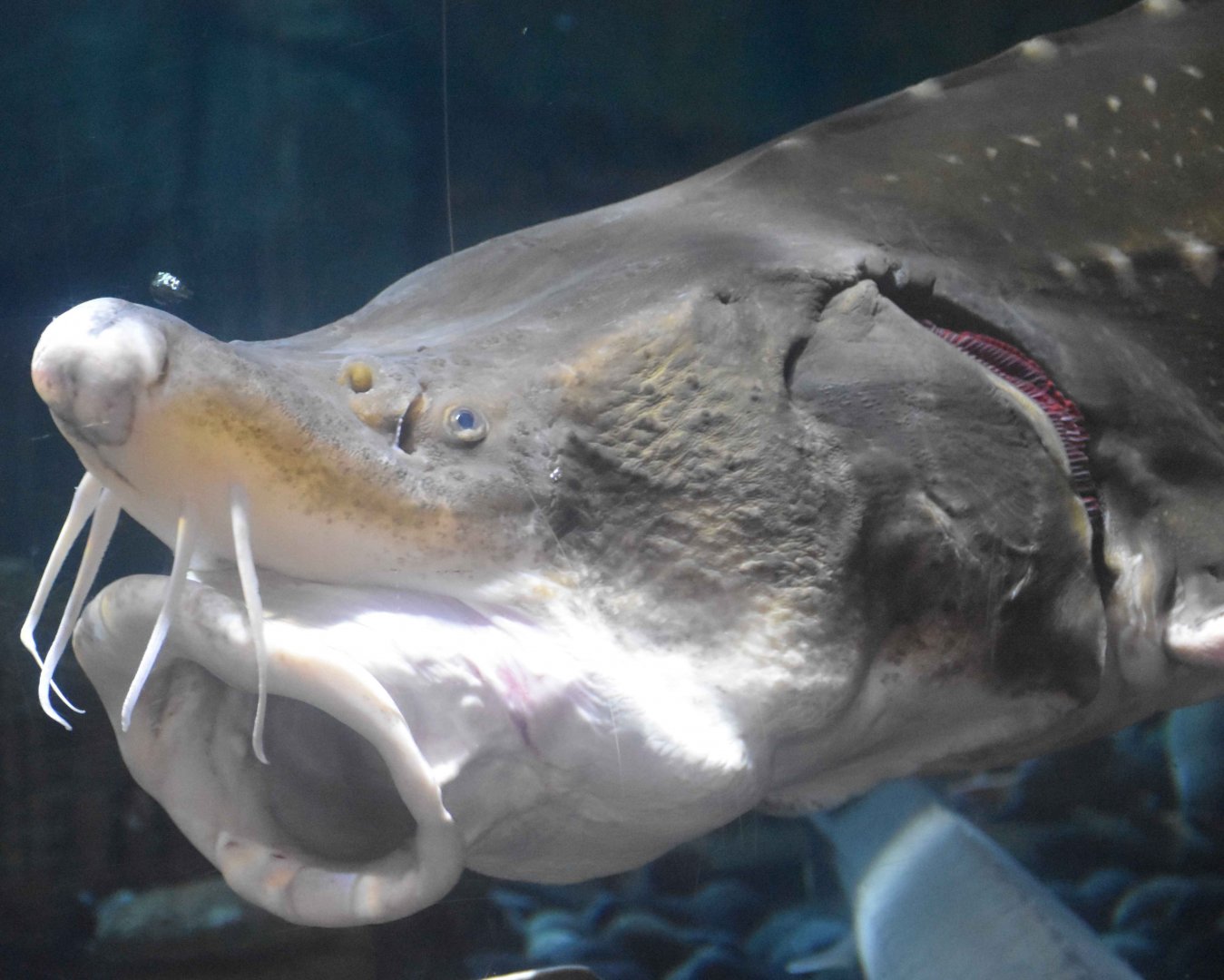 Amur Sturgeon (Acipenser schrenckii)