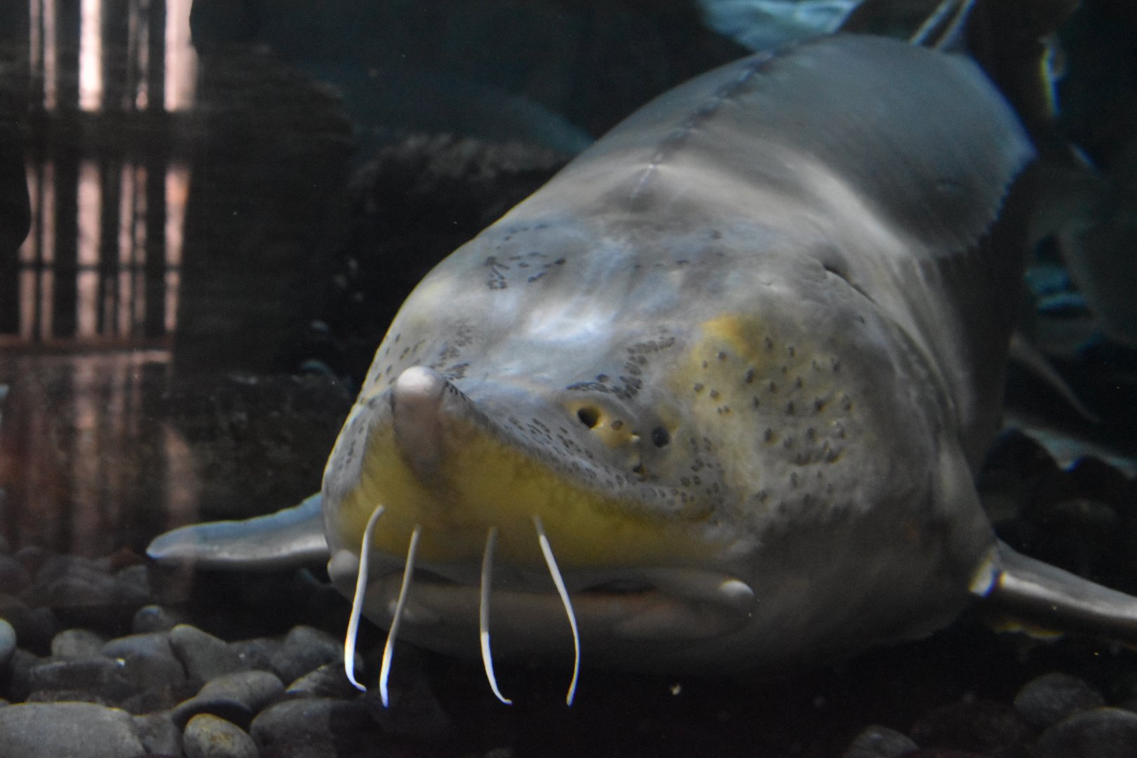 Amur Sturgeon ~ Singapore River Wonders