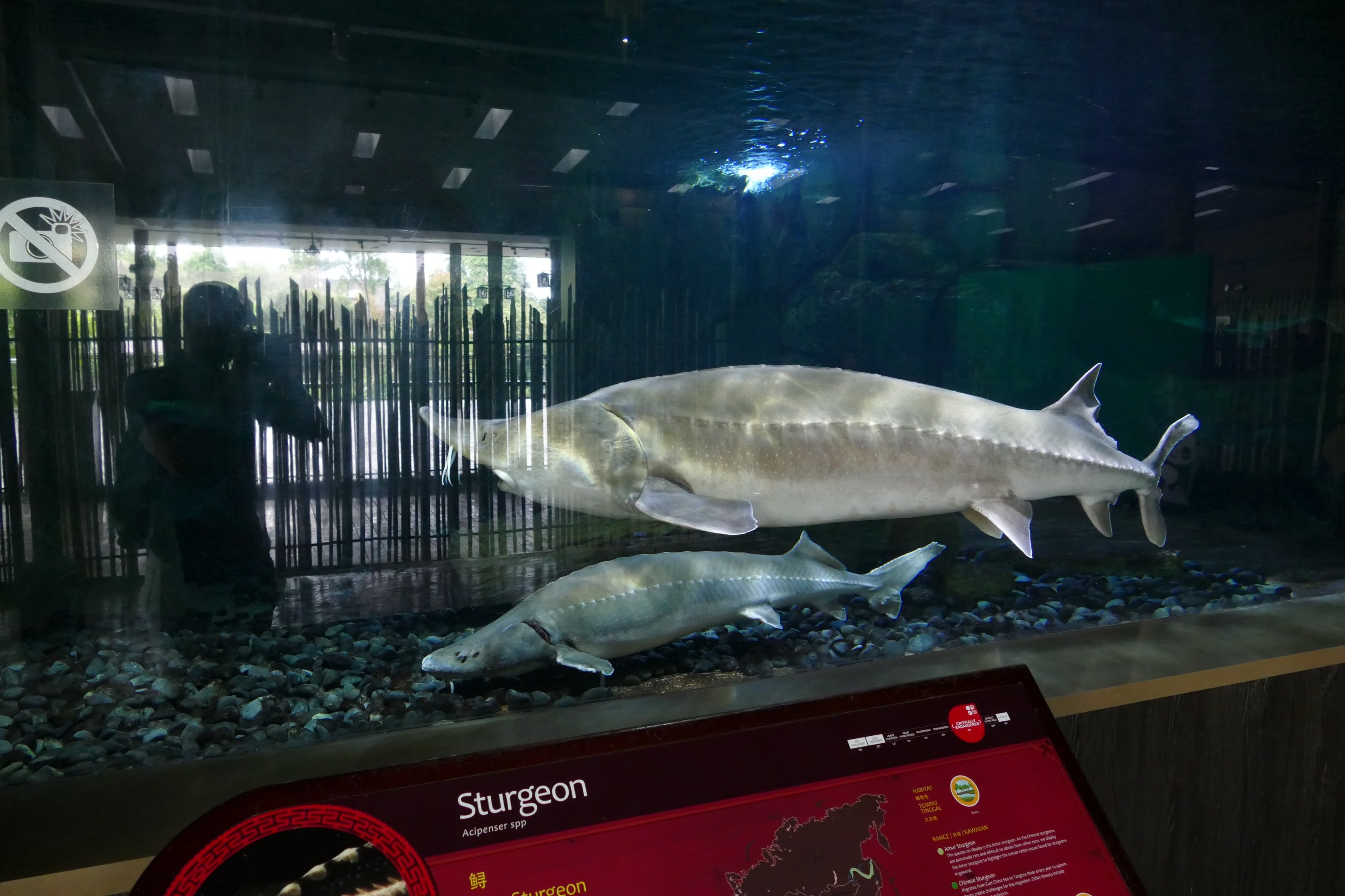 Amur Sturgeon