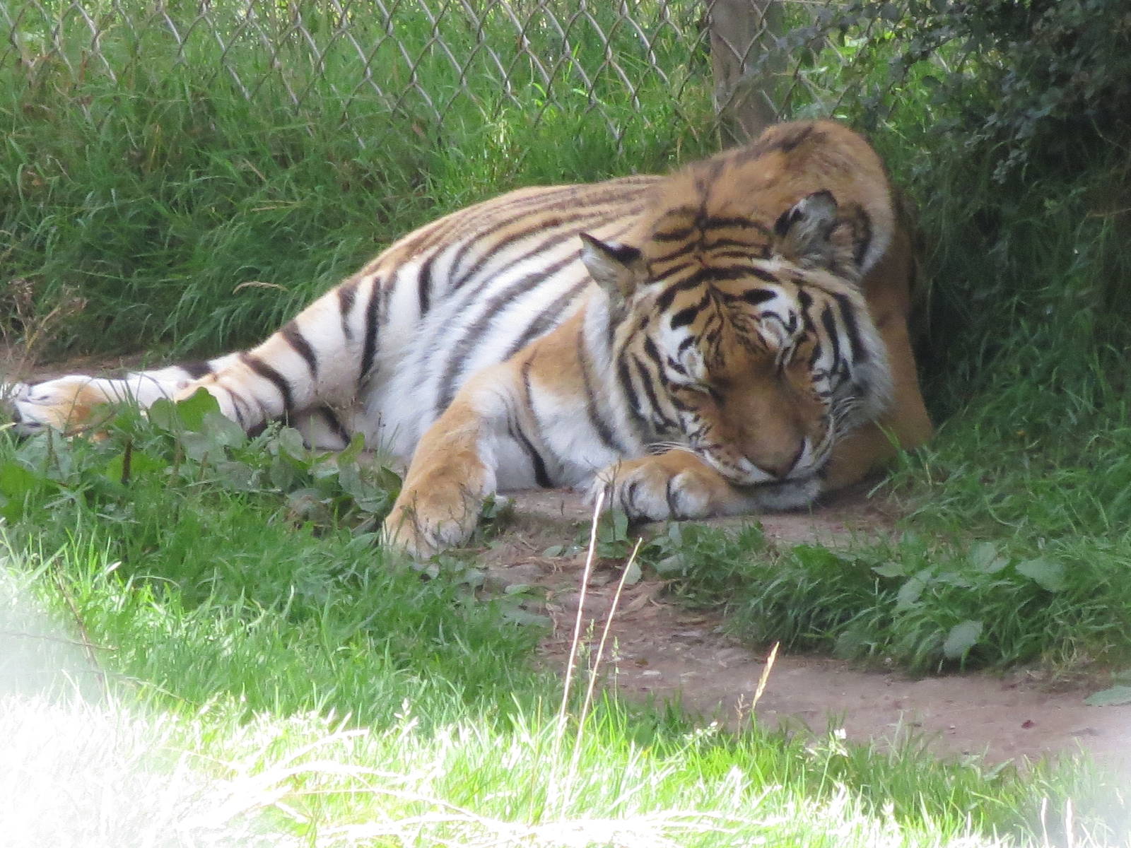 amur tiger 020913