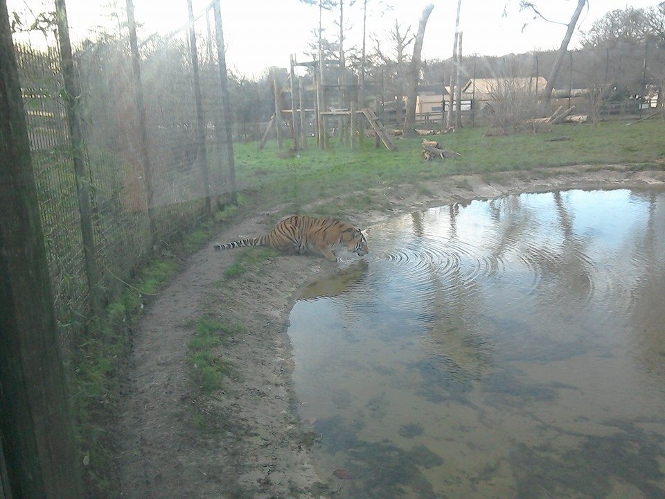 Amur Tiger - 10/01/15