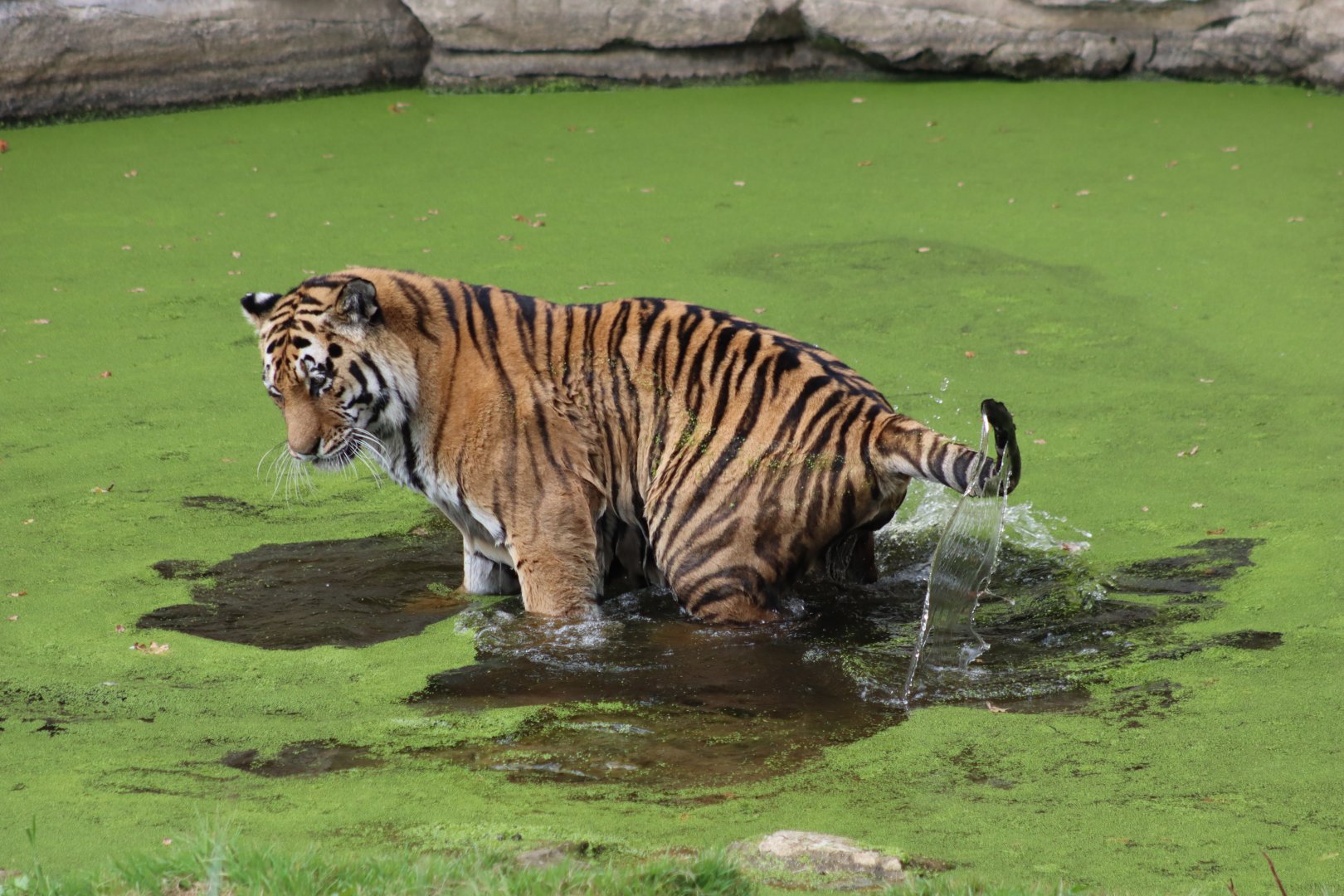 Amur tiger - 10 September 2021