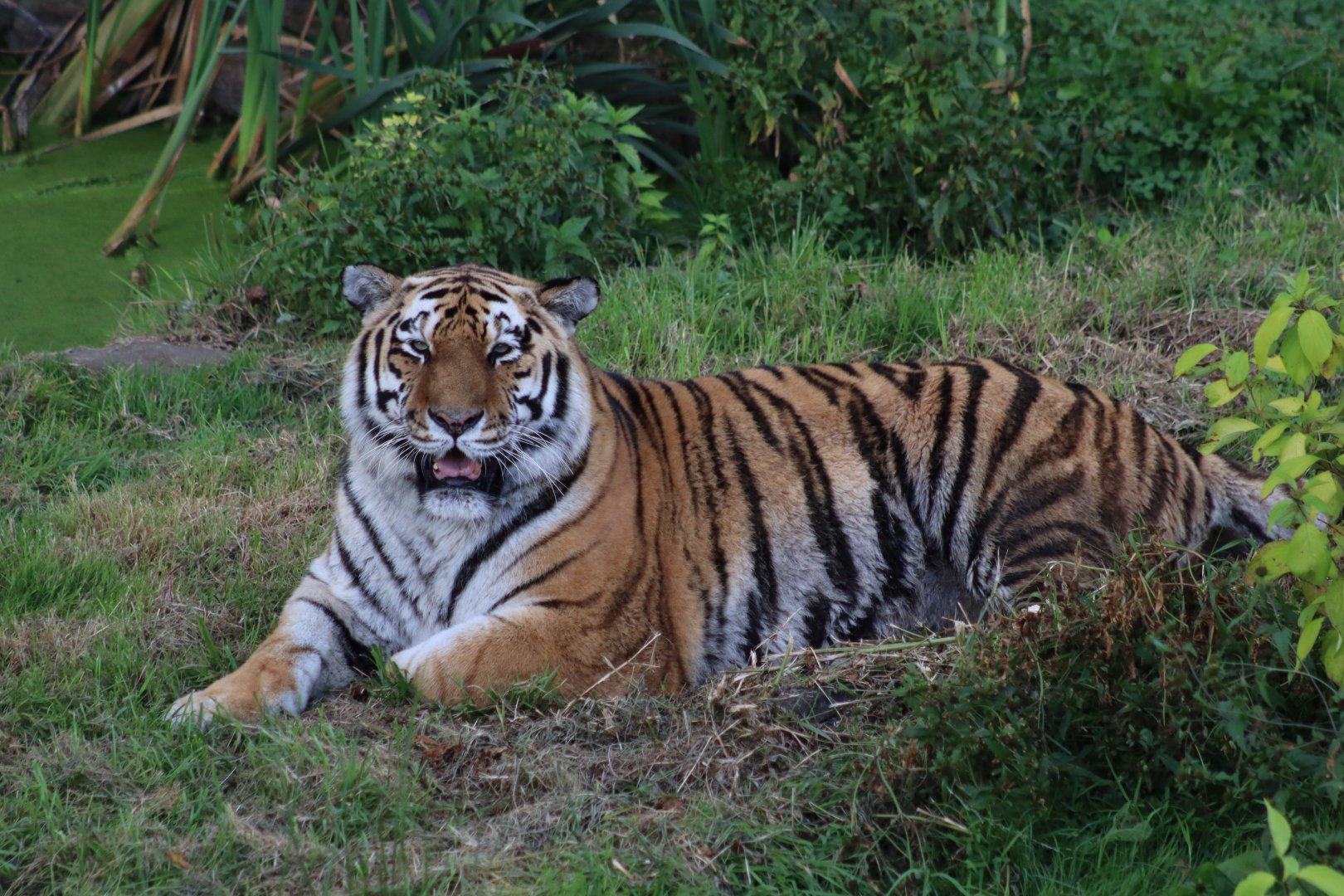Amur tiger - 10 September 2021