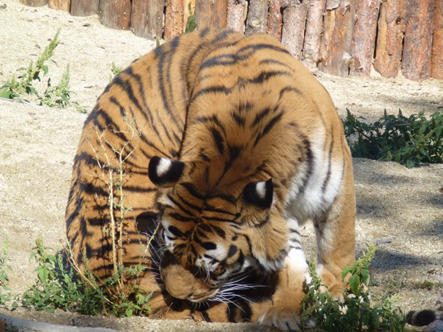 Amur tiger 15.9.13