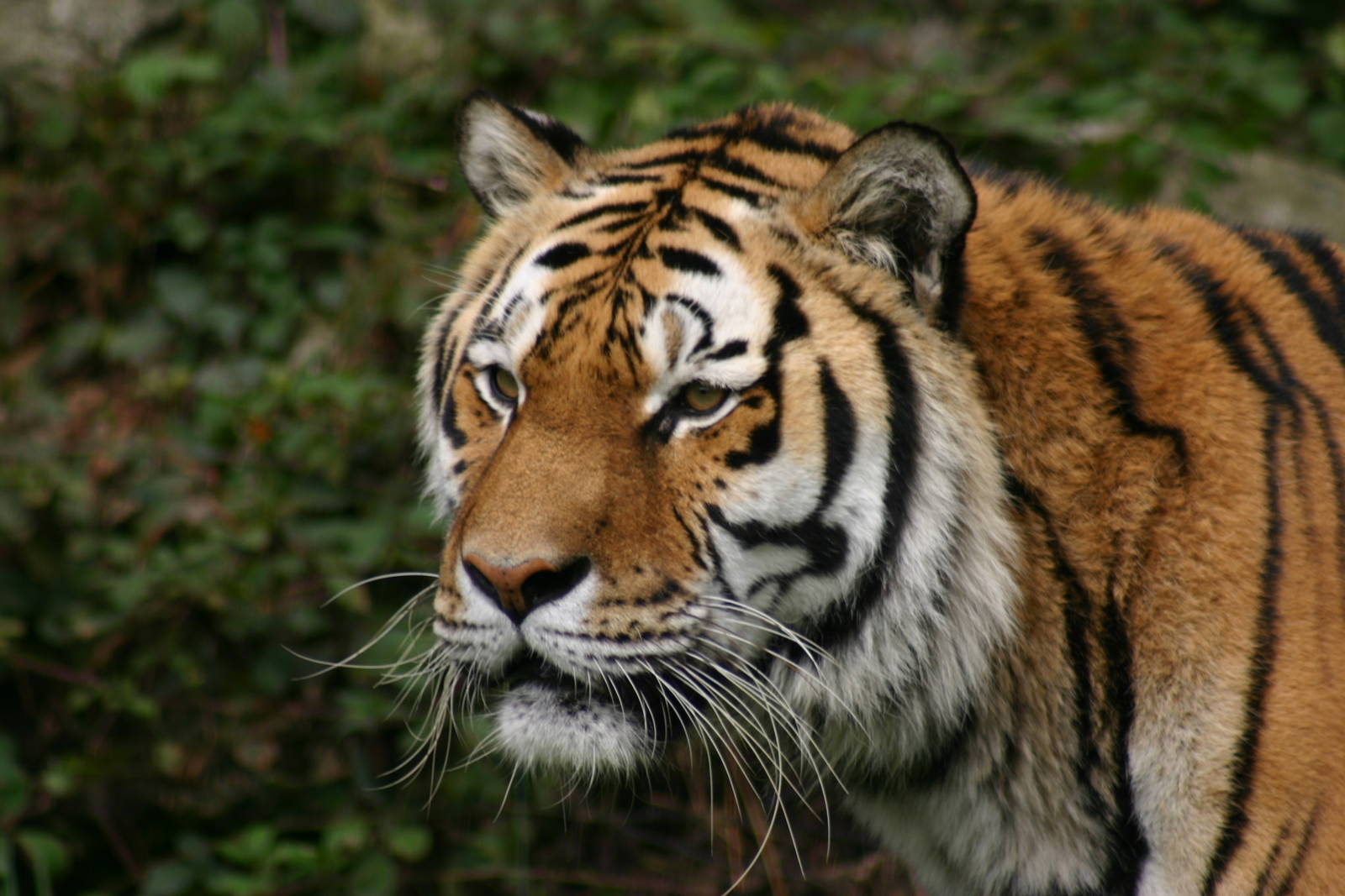 Amur Tiger - 15 September 2010