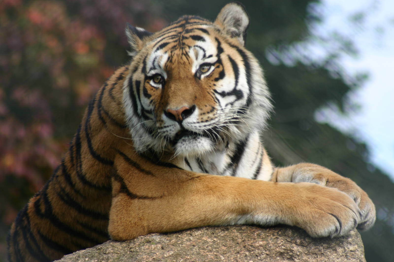 Amur Tiger - 15 September 2010