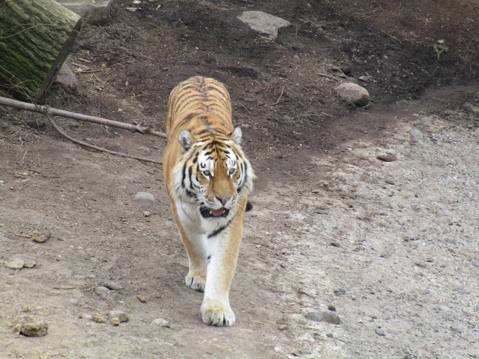 Amur Tiger - 20/03/15