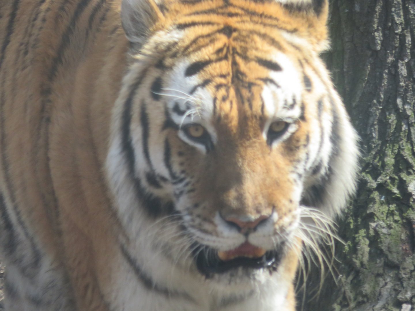 Amur Tiger (2019)