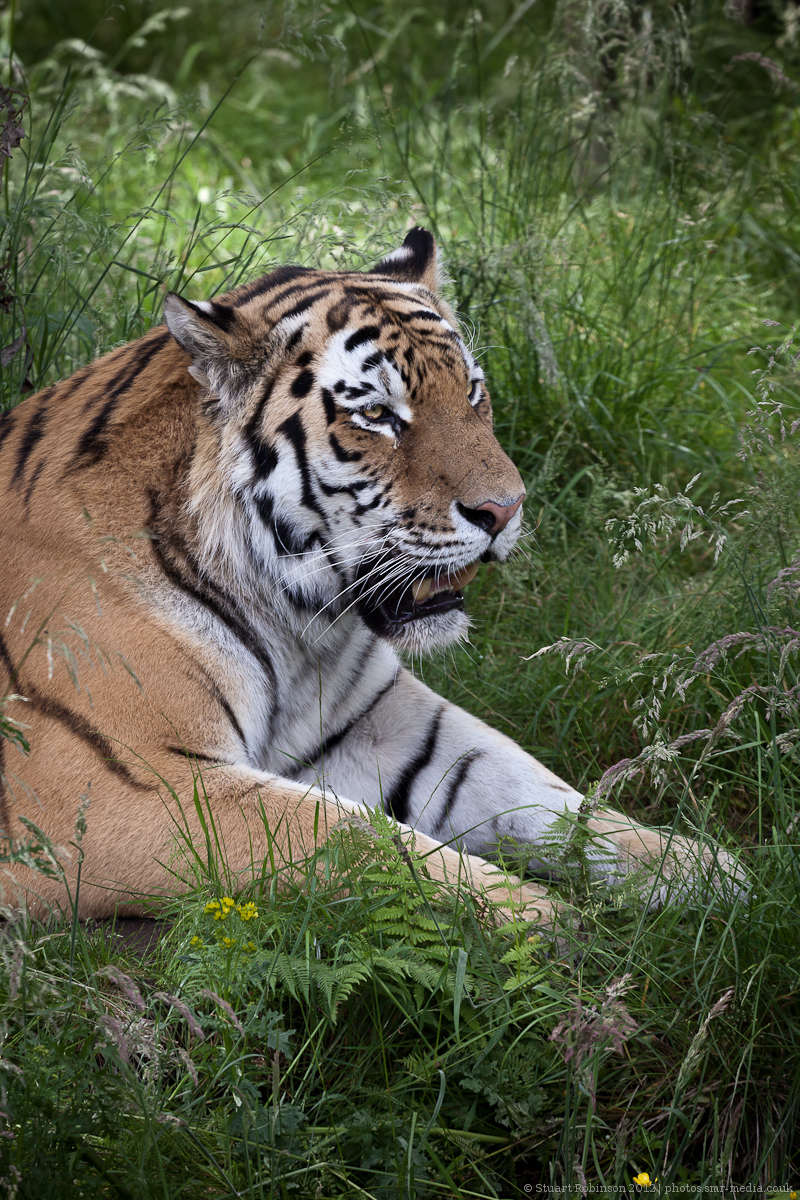 Amur Tiger - 21/07/2012