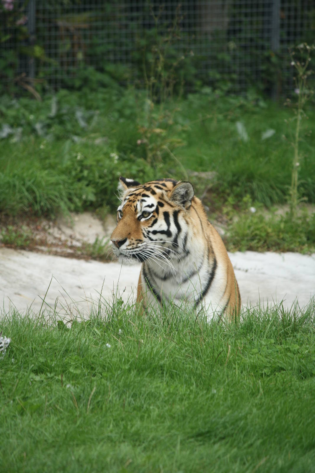 Amur tiger 21 August 2010