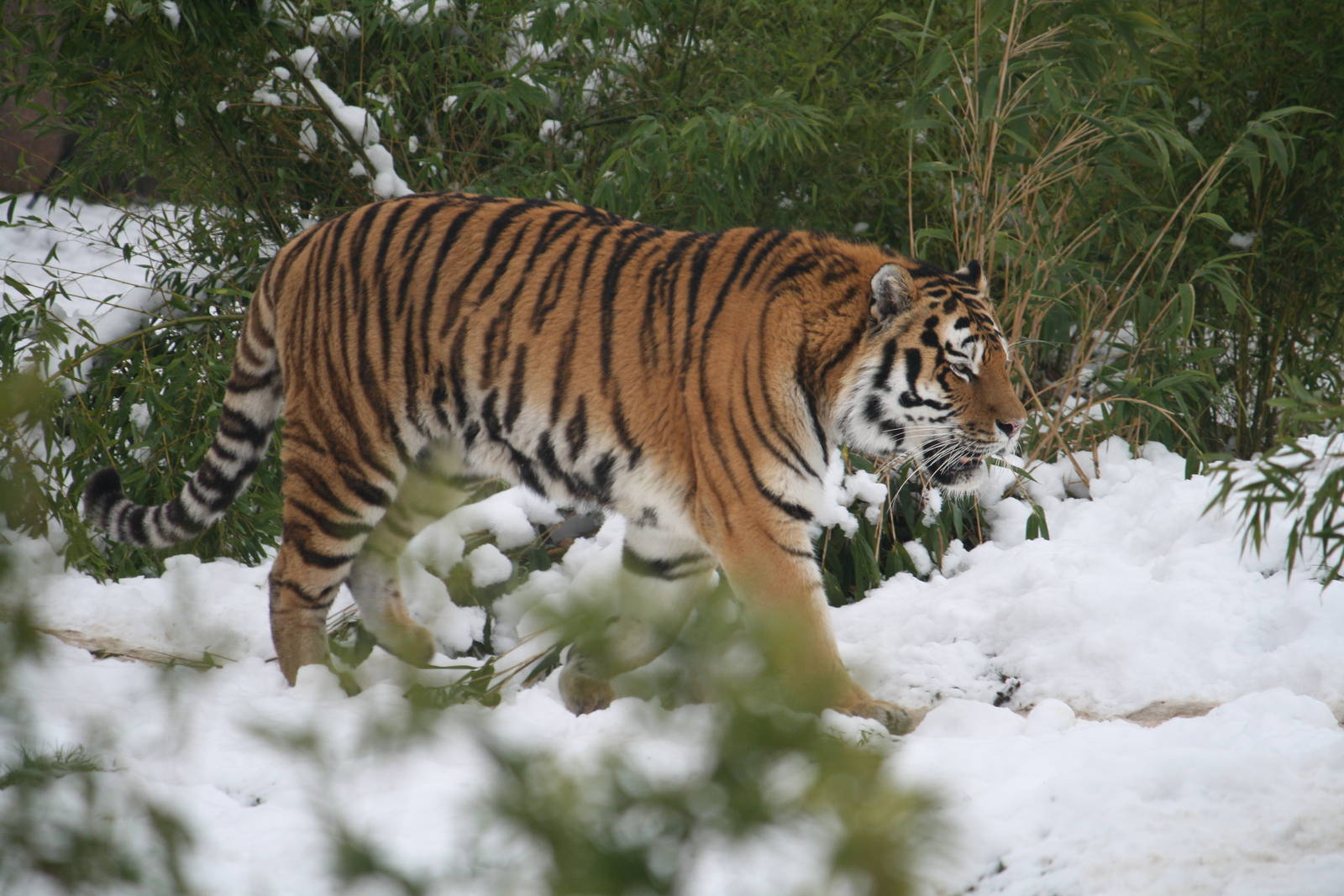 Amur Tiger 21 Dec 2009