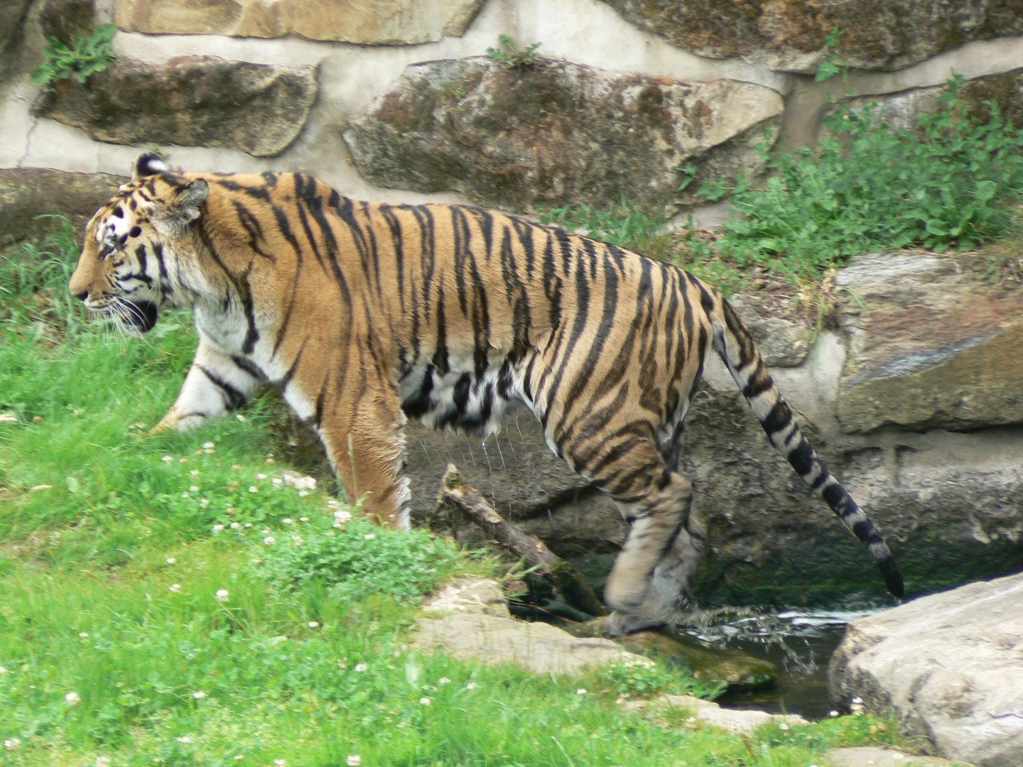 Amur Tiger - 21 July 2017