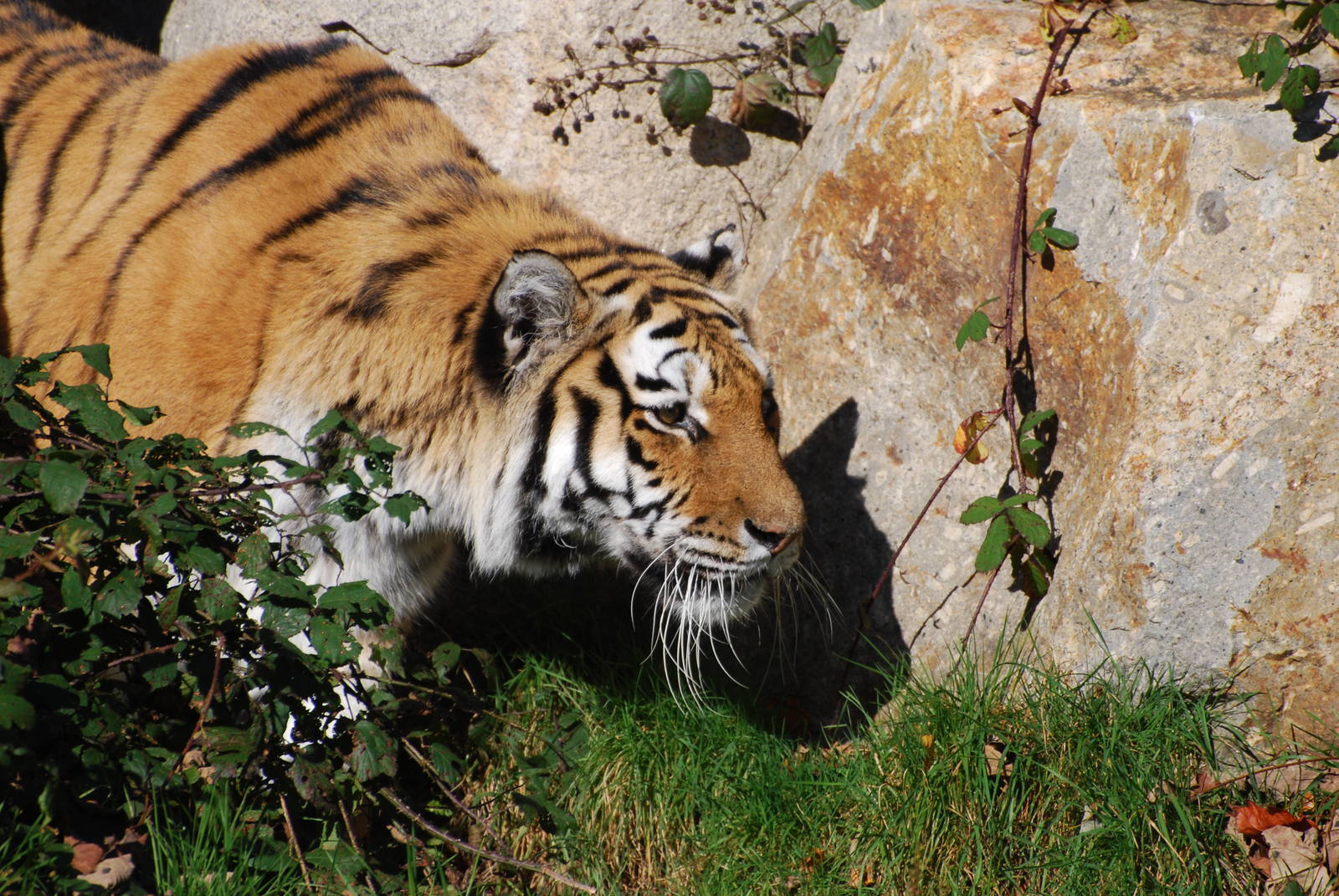 Amur Tiger - 21 October 2010
