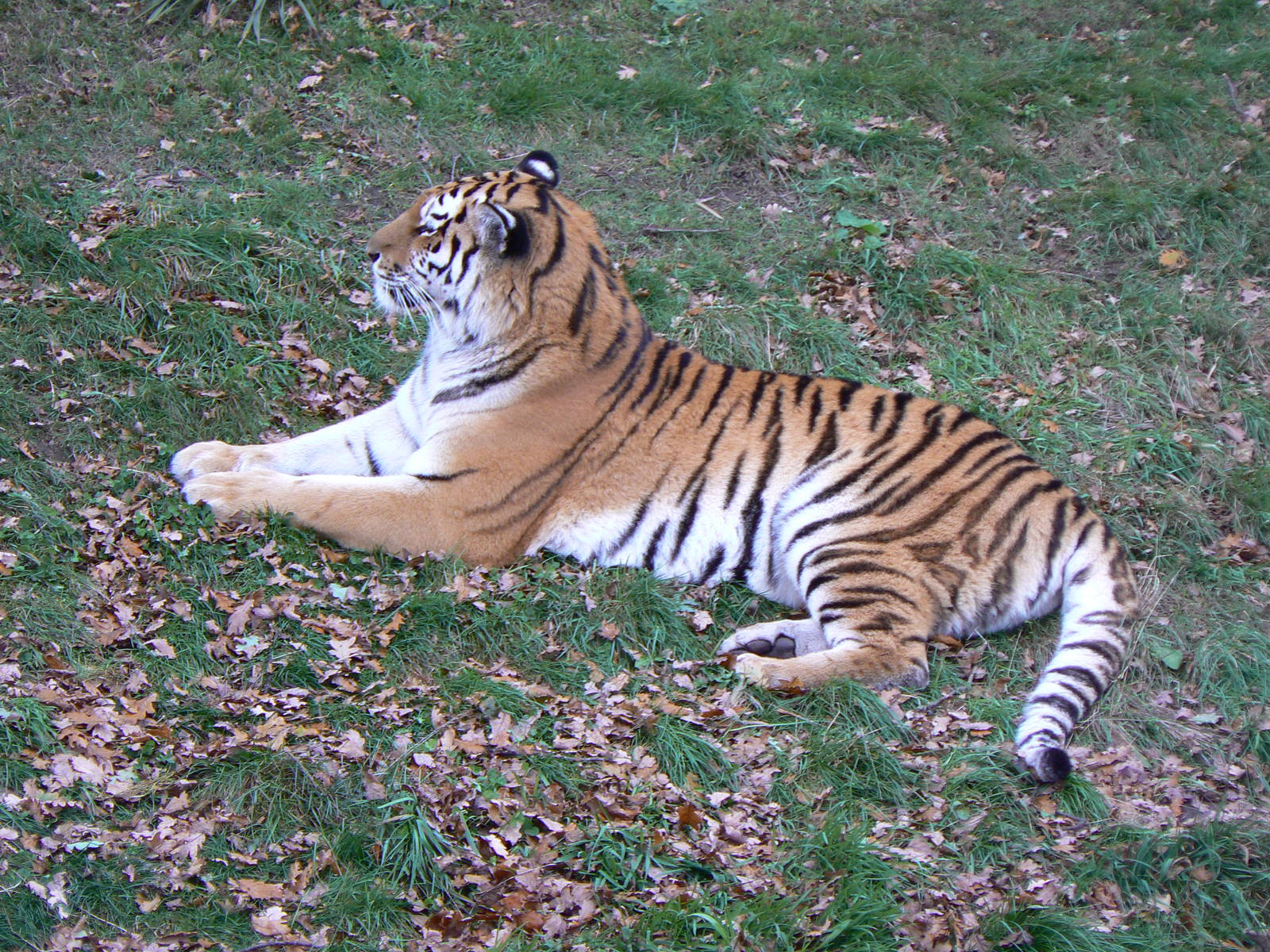 Amur Tiger - 22 November 2015
