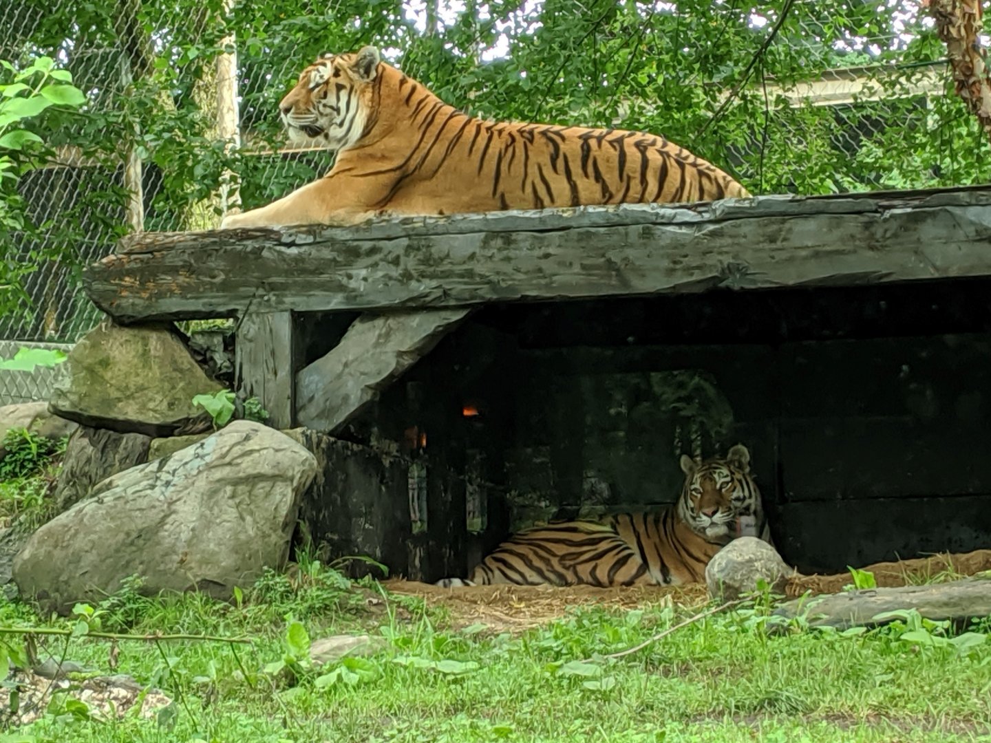 Amur Tiger - 24-08-2020