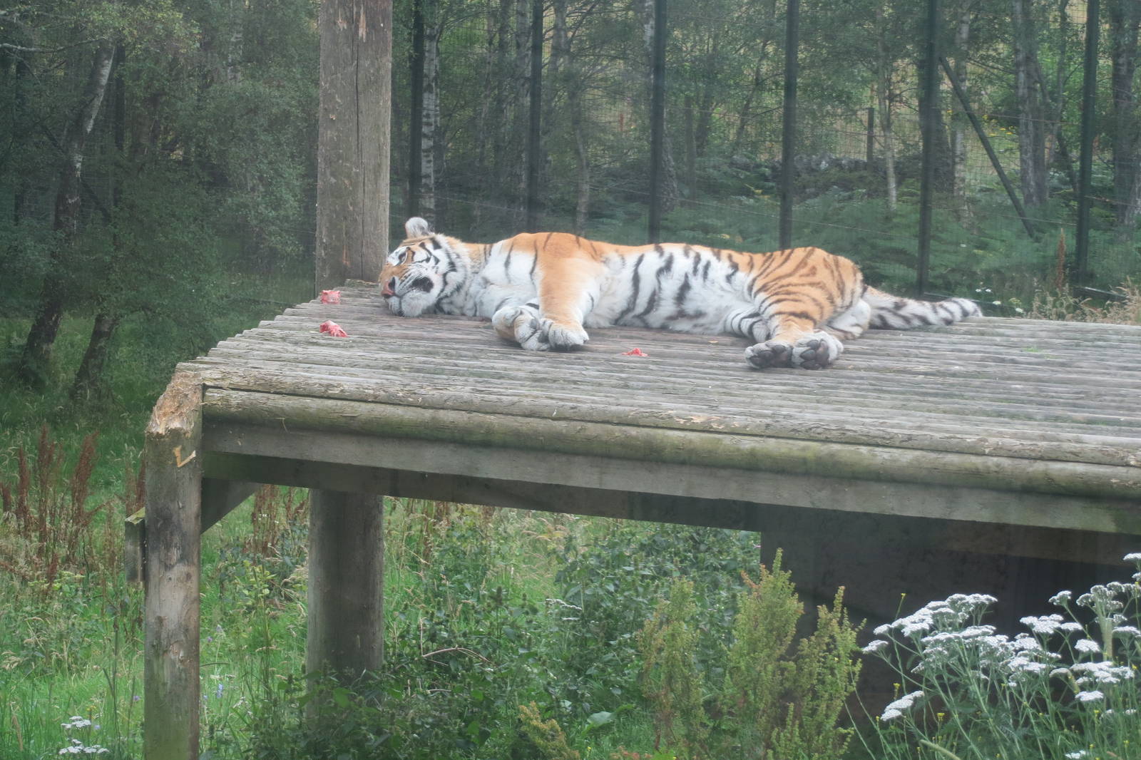 Amur Tiger 250815