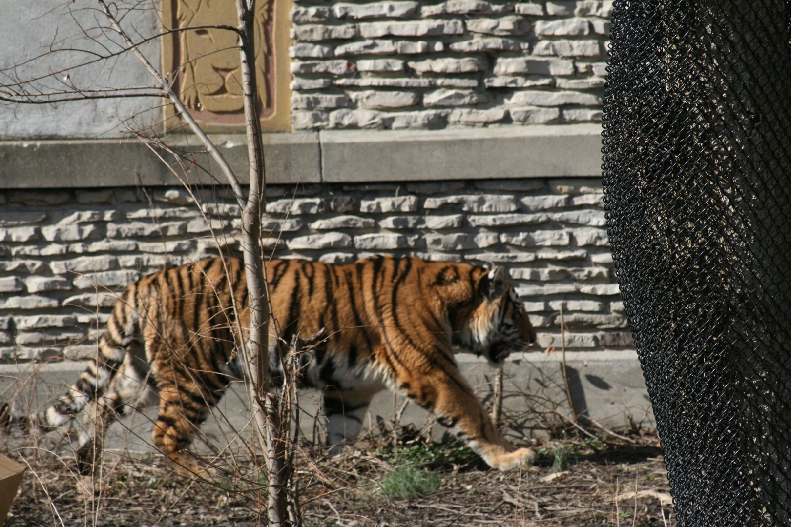 Amur Tiger(3/9/2025)