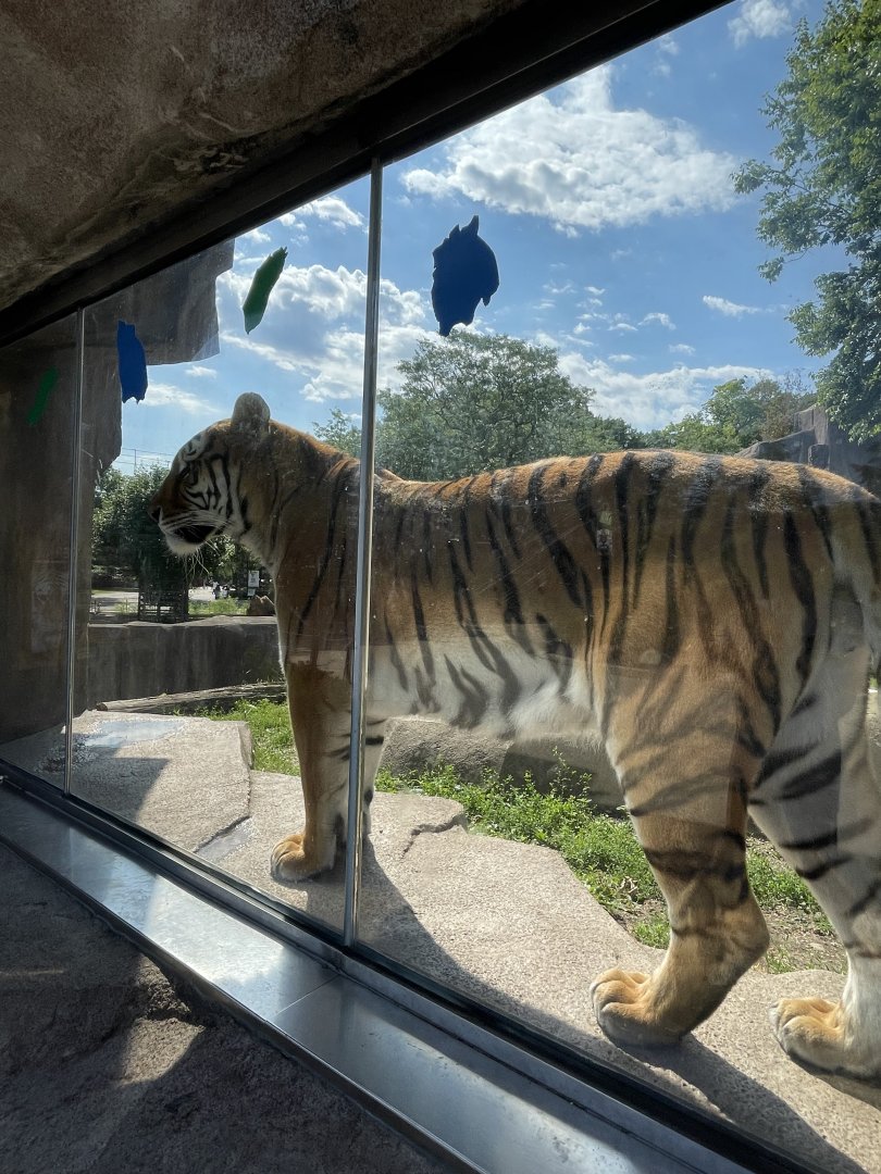 Amur Tiger (6/23/21)