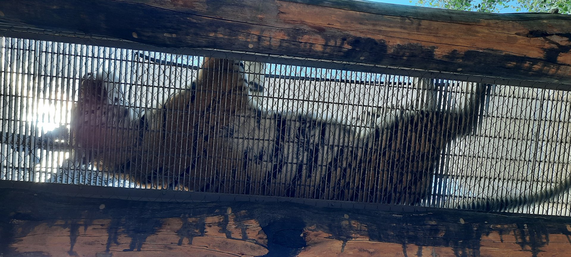 Amur Tiger Above Path