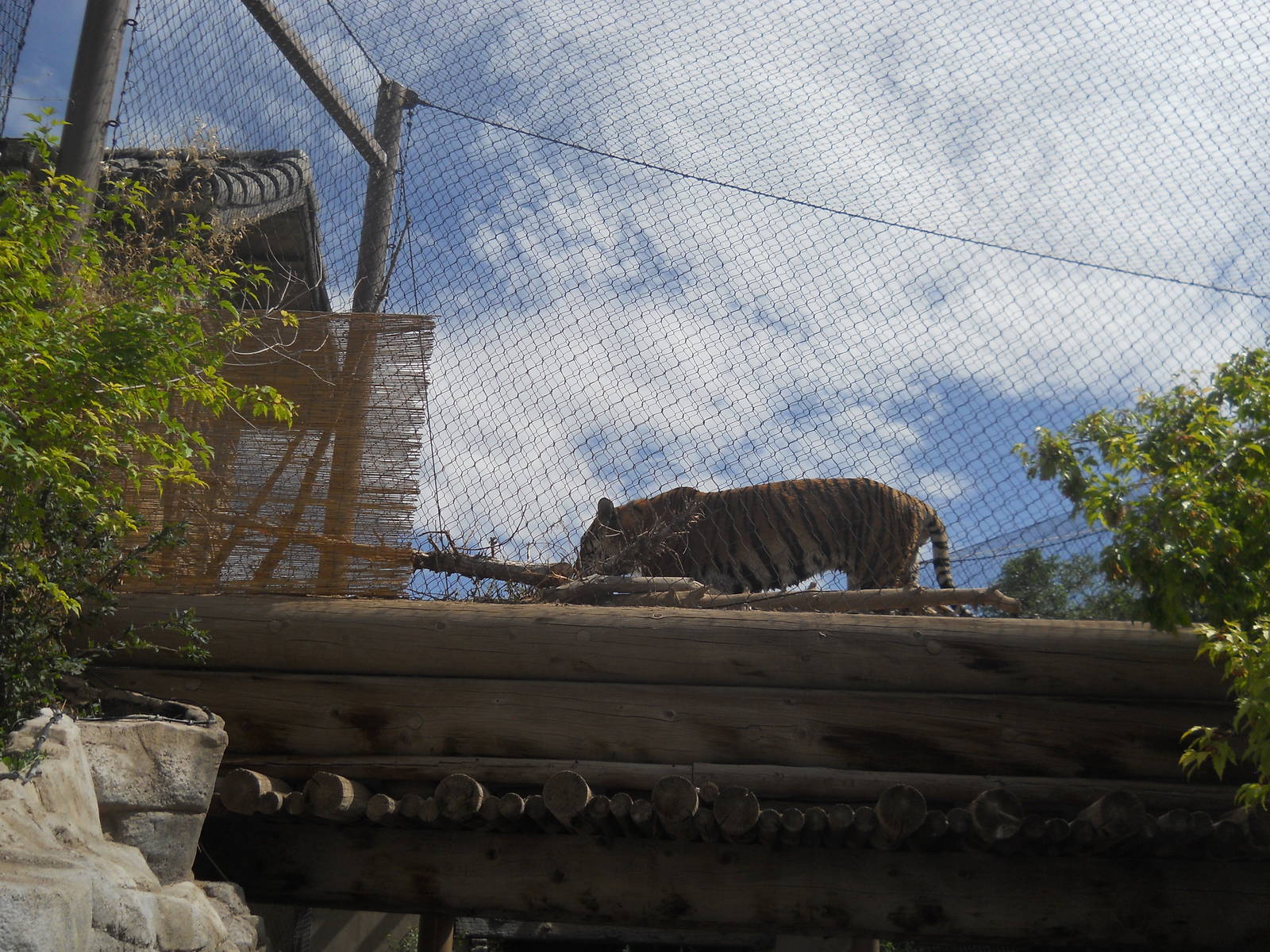 Amur tiger above the path
