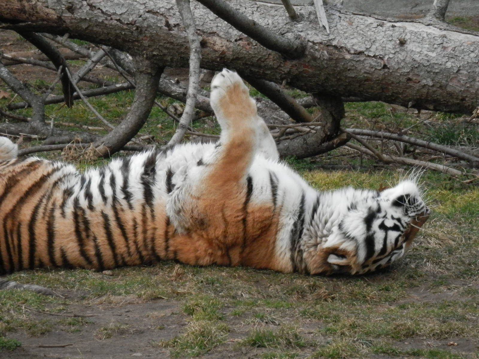 Amur tiger after moving too much ;)