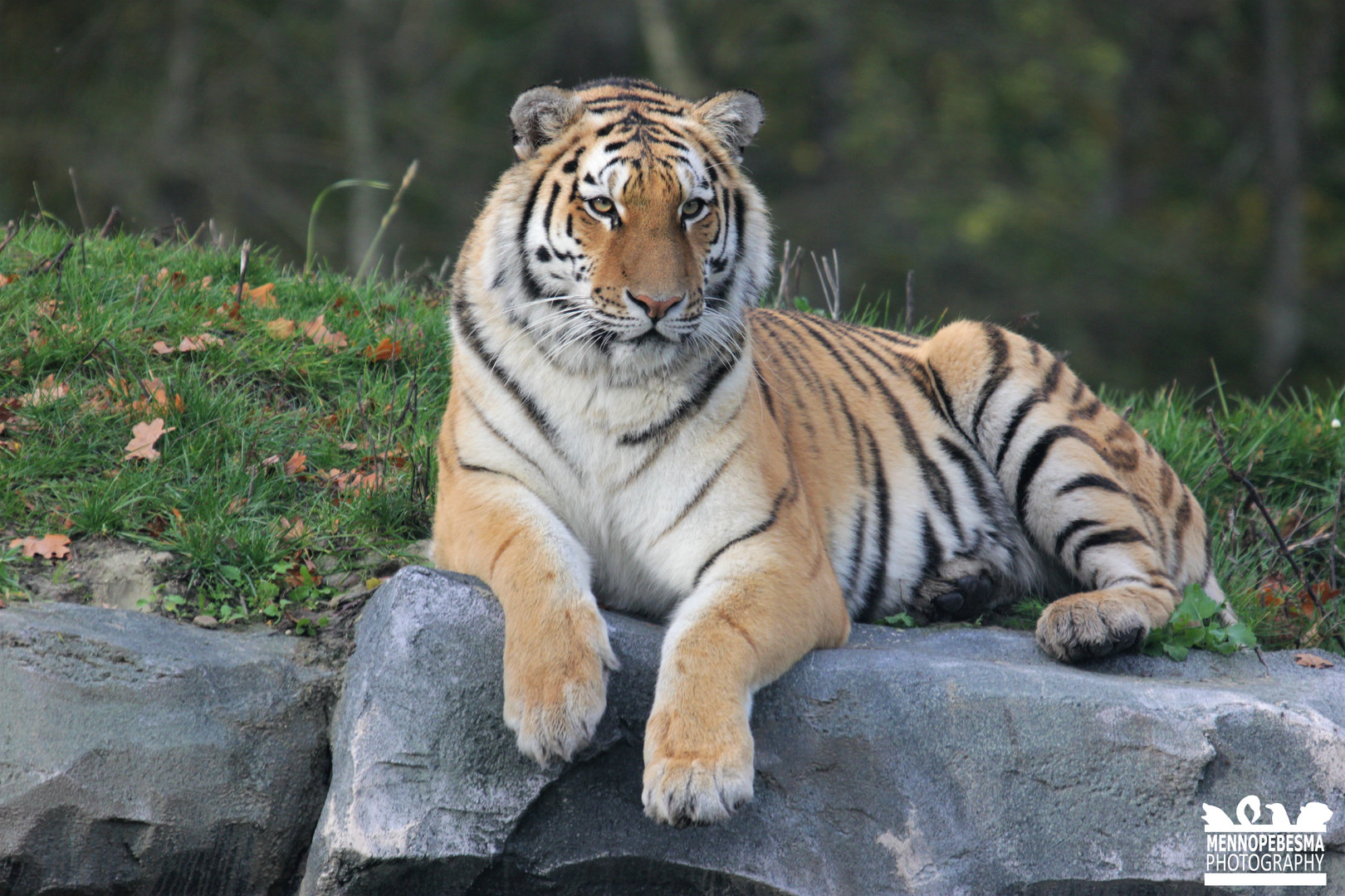 Amur tiger 'Aïda' (Panthera tigris altaica)