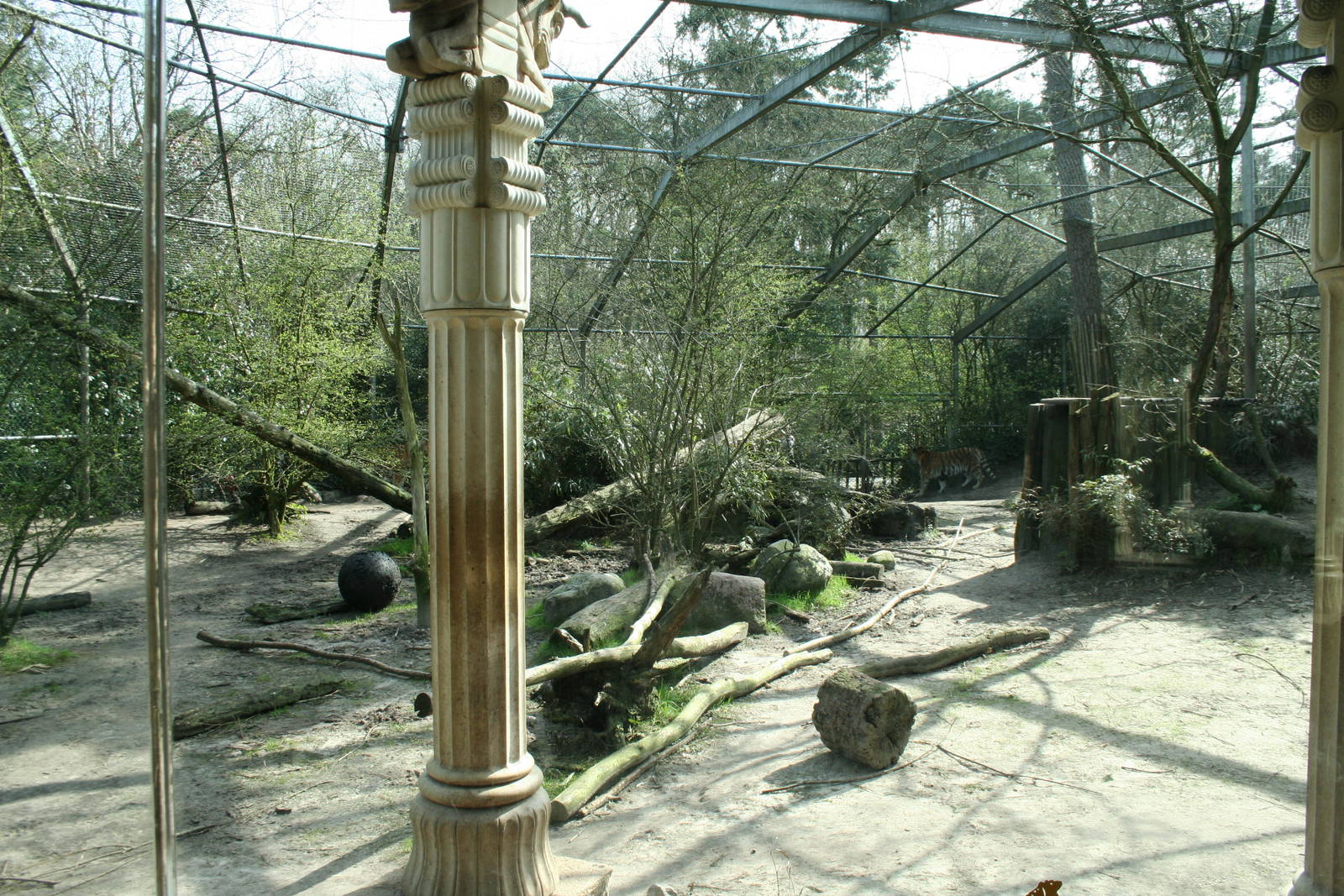 amur tiger (amersfoortzoo)