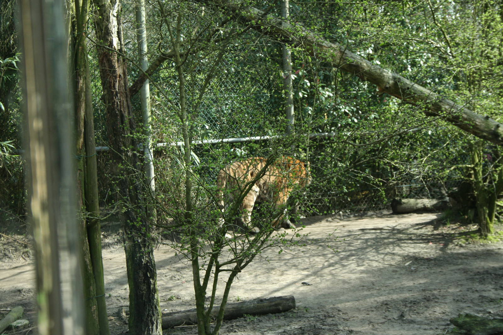 amur tiger (amersfoortzoo)