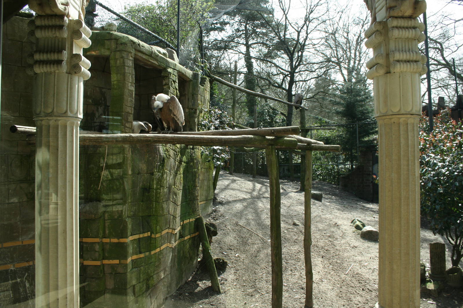 amur tiger (amersfoortzoo)