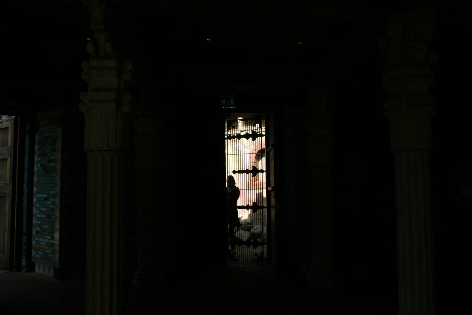 amur tiger (amersfoortzoo)