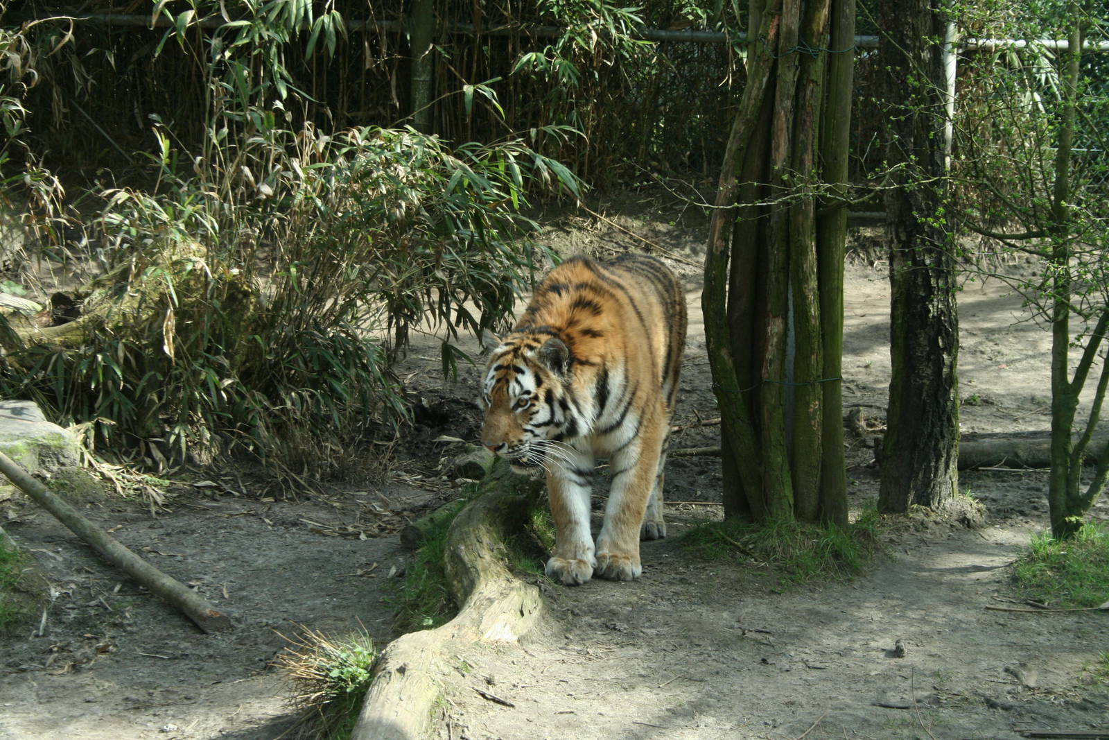 amur tiger (amersfoortzoo)