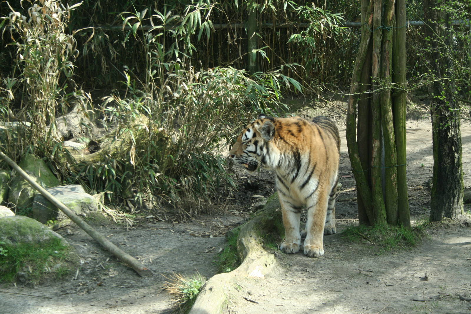 amur tiger (amersfoortzoo)