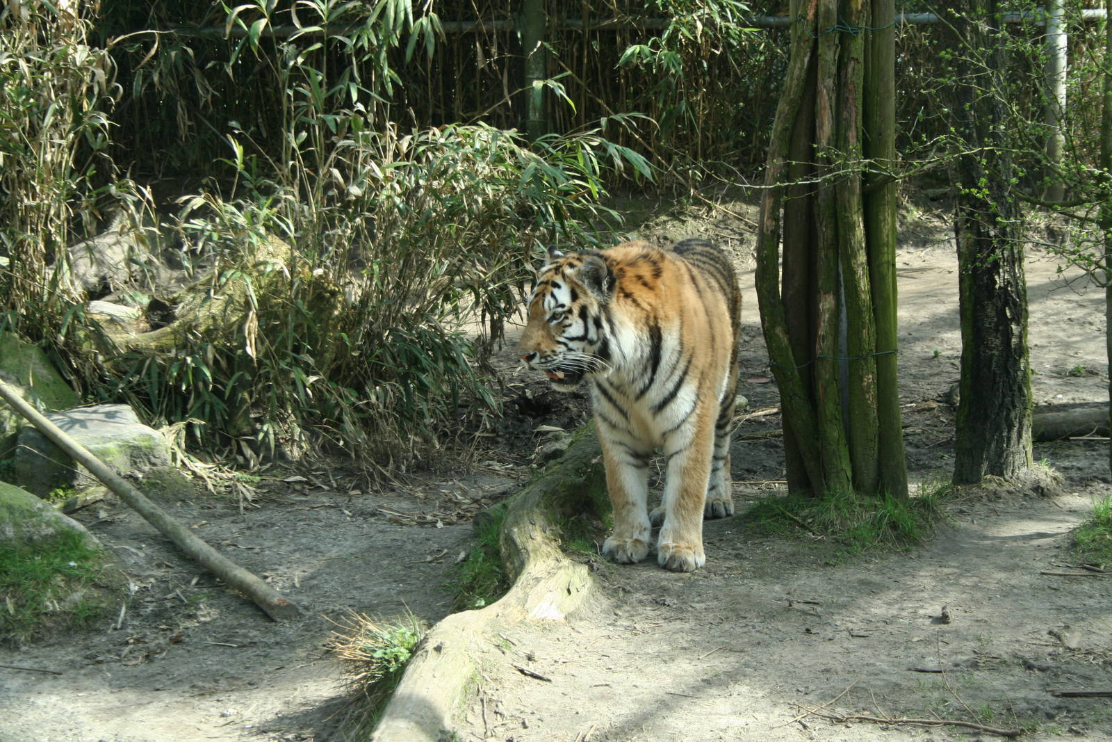 amur tiger (amersfoortzoo)