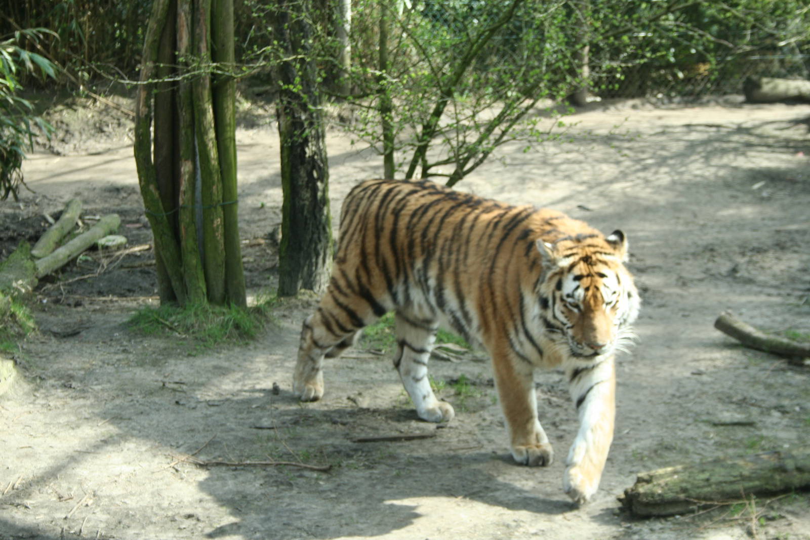 amur tiger (amersfoortzoo)