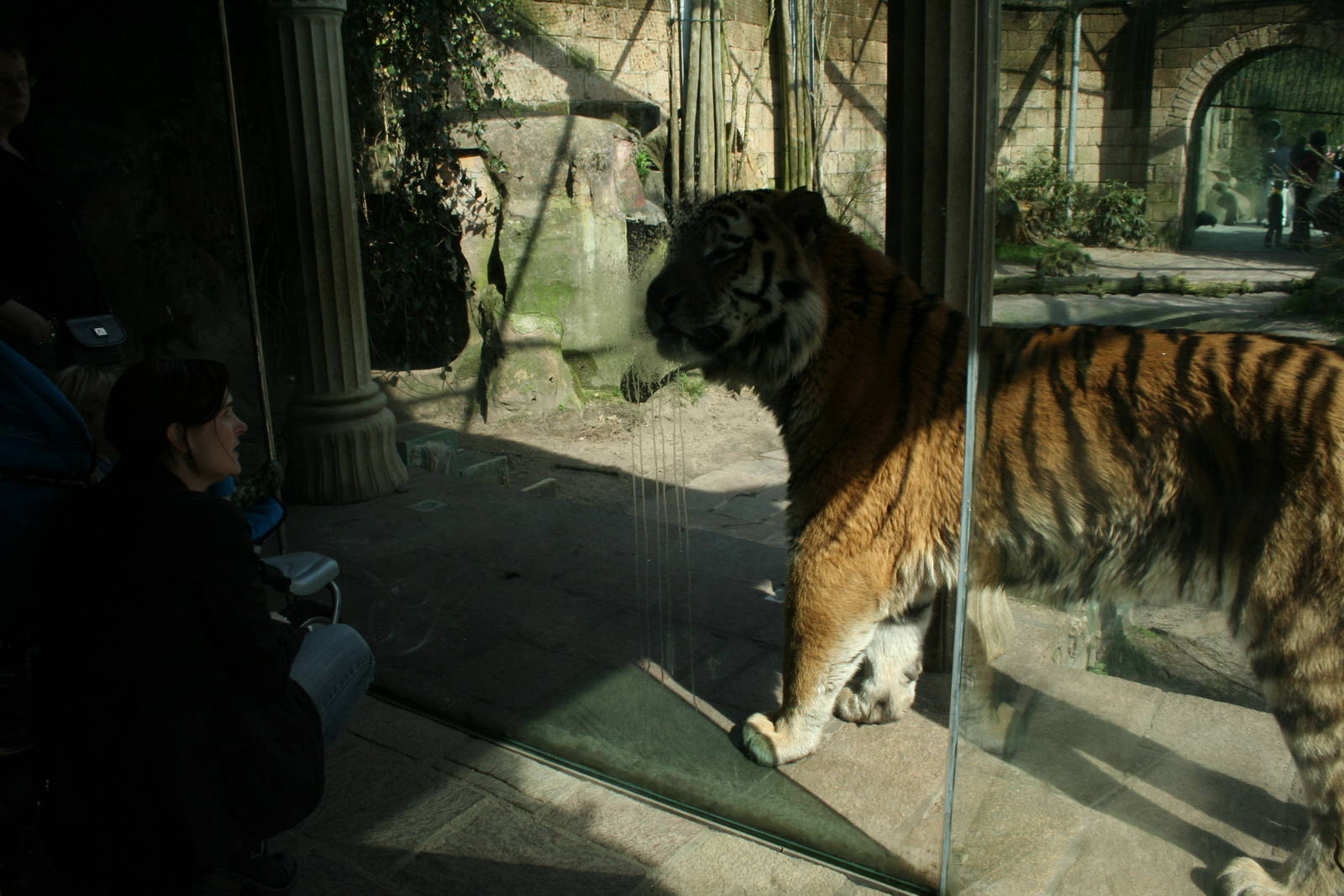 amur tiger (amersfoortzoo)