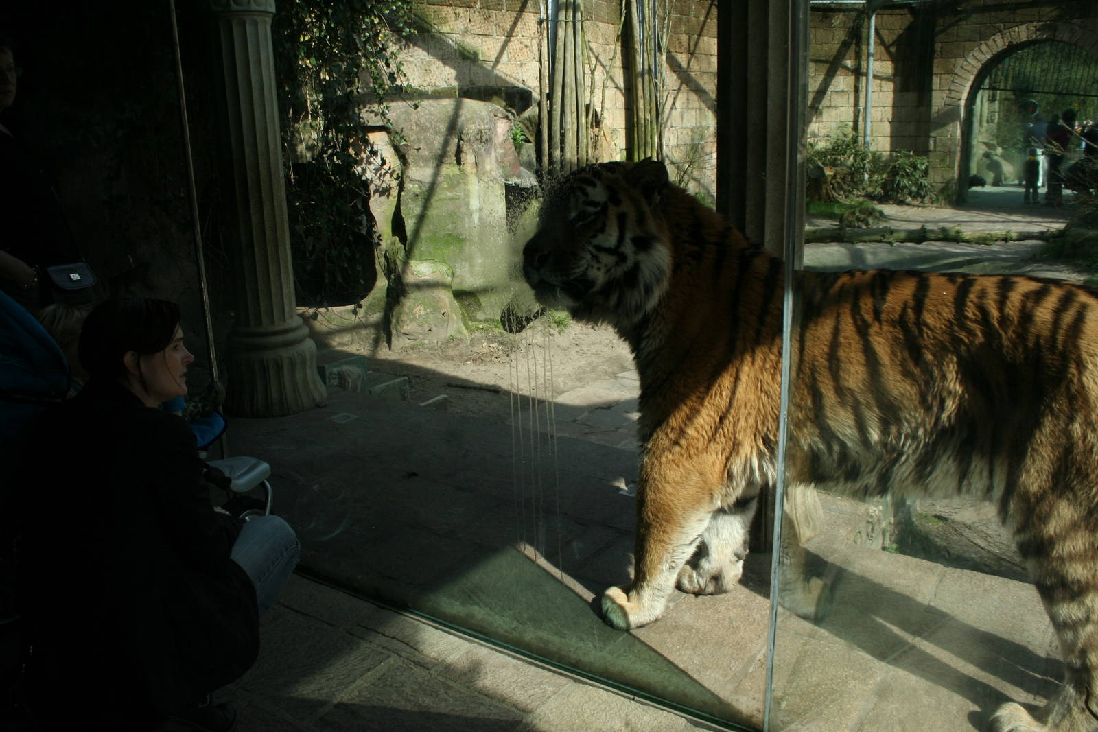 amur tiger (amersfoortzoo)