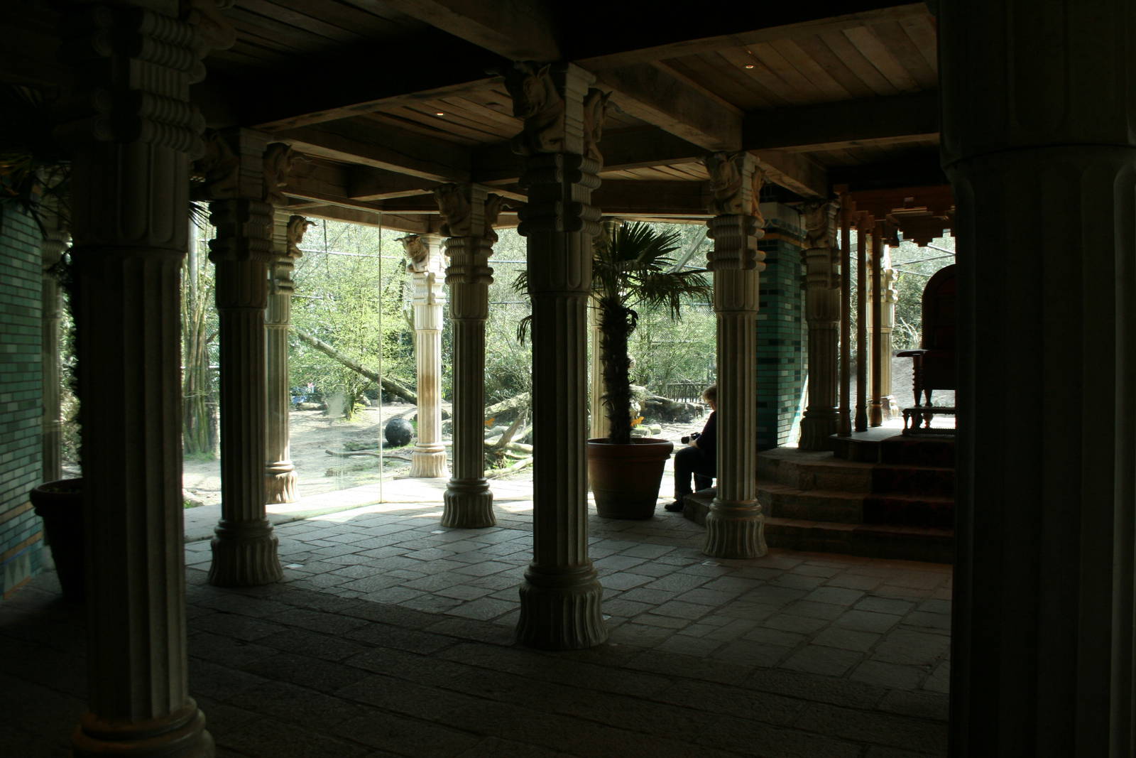 amur tiger (amersfoortzoo)