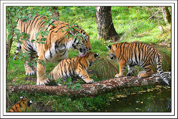amur tiger and 3 cubs