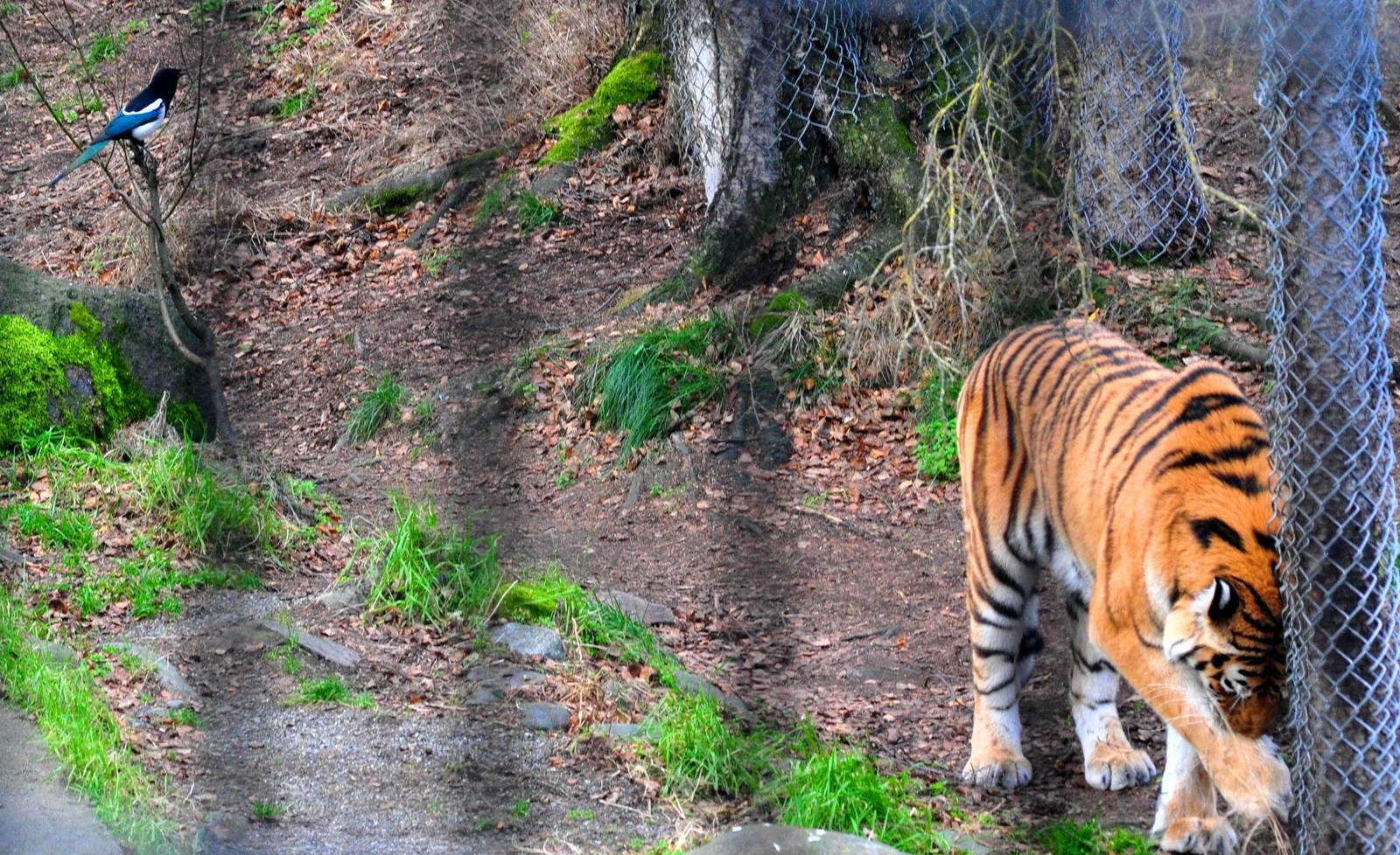 Amur Tiger and Black-billed Magpie (Homage to Korean Folklore)
