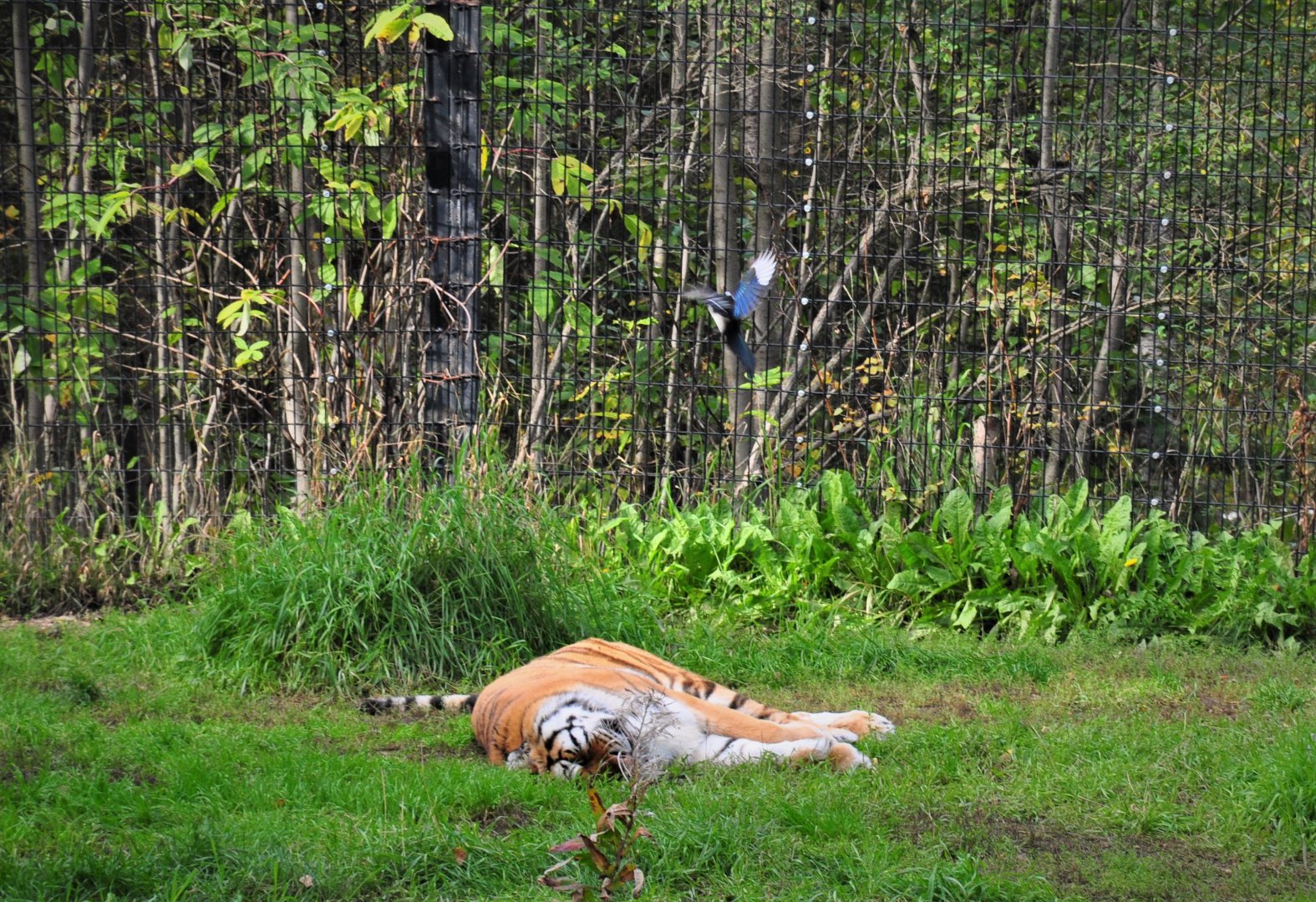 Amur Tiger and Black-billed Magpie