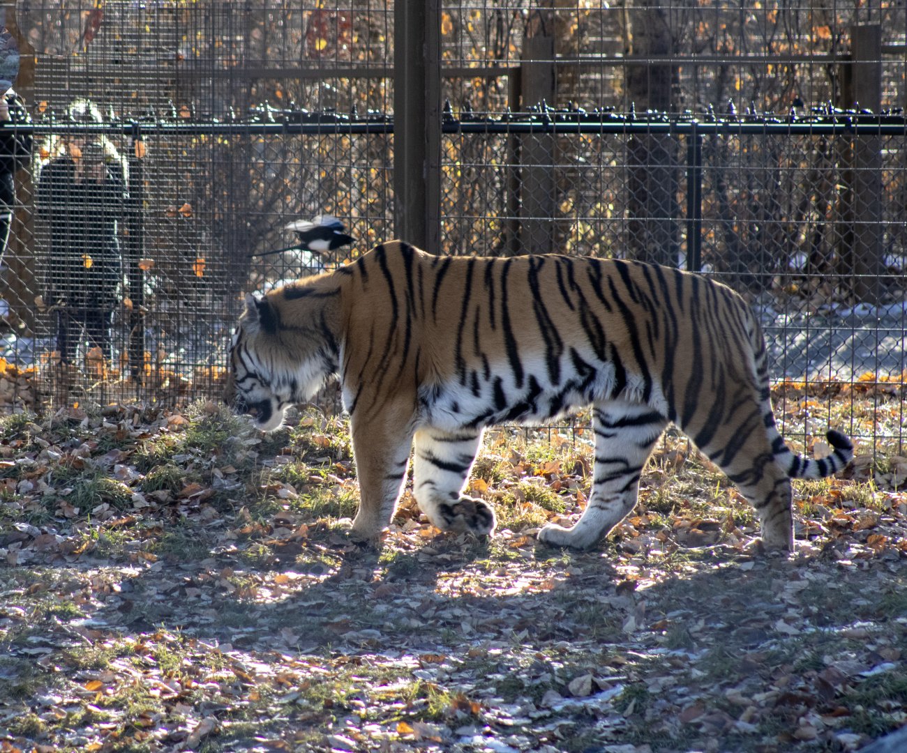 Amur Tiger and Black-billed Magpie