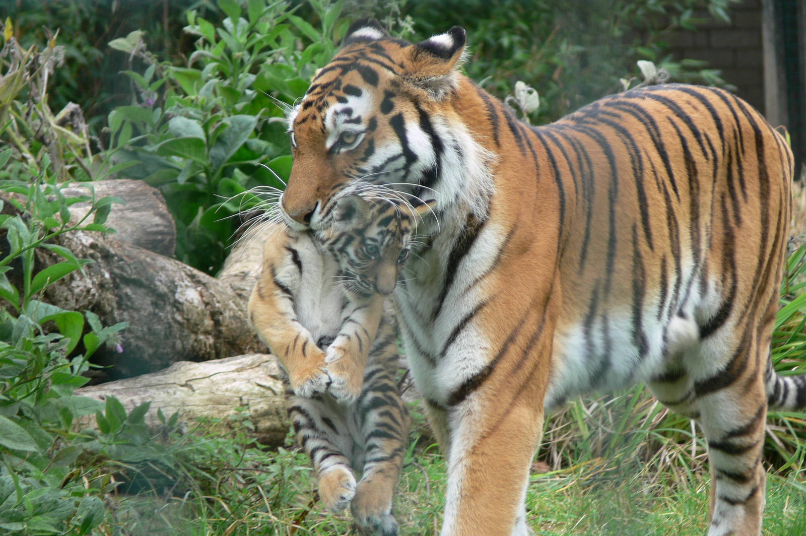 Amur Tiger and Cub at Blackpool Zoo, 16/08/14