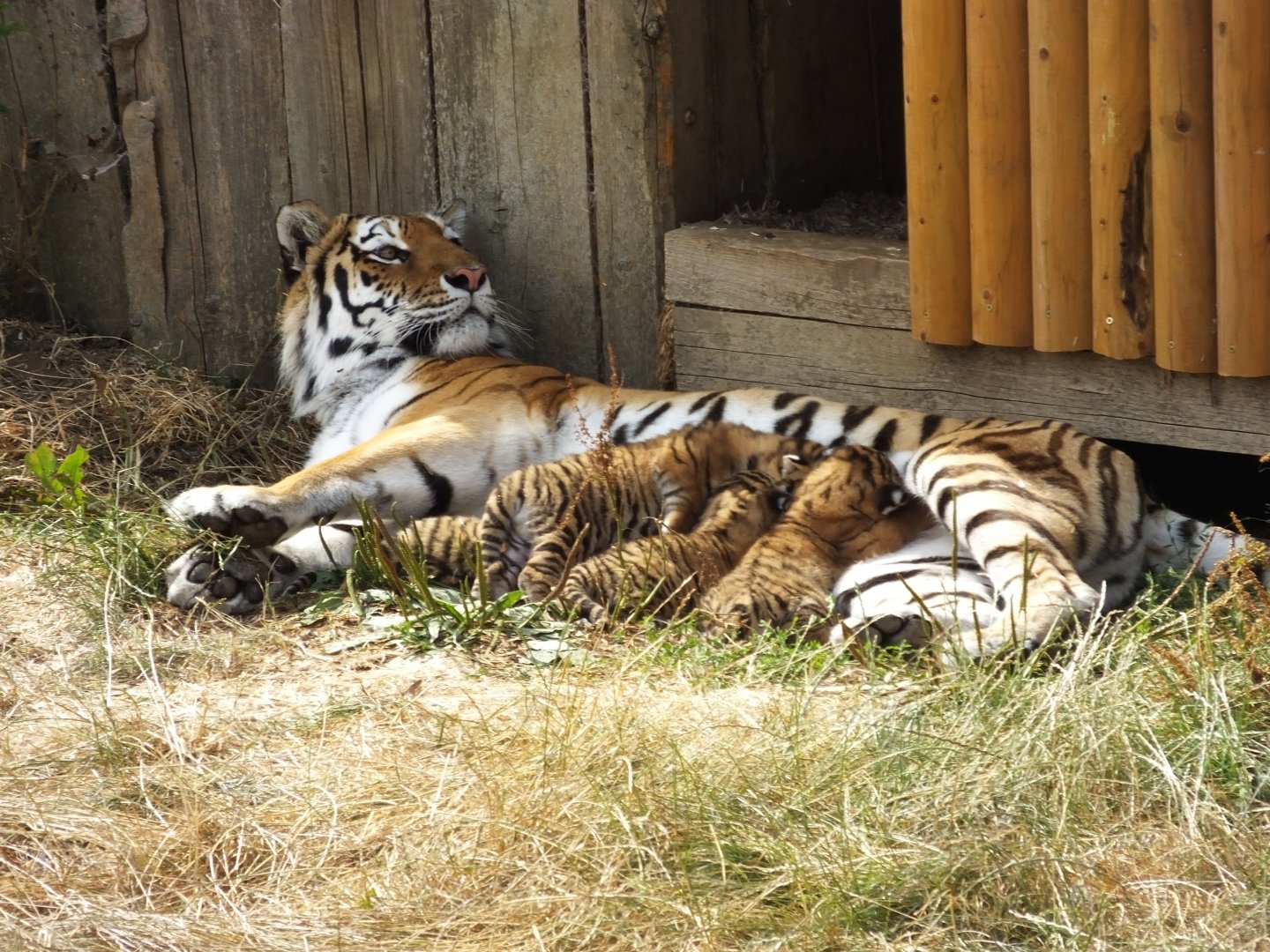 Amur Tiger and cubs