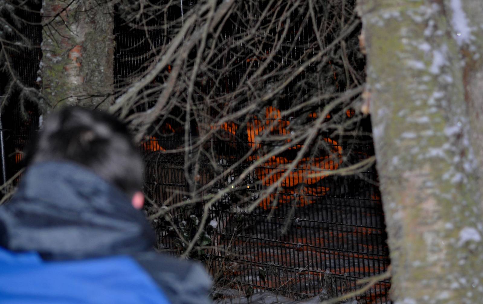 Amur Tiger and Guest