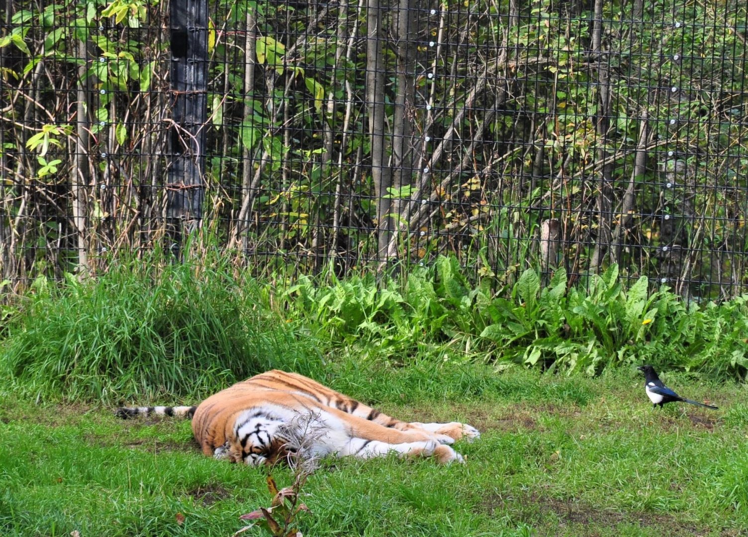 Amur Tiger and Magpie