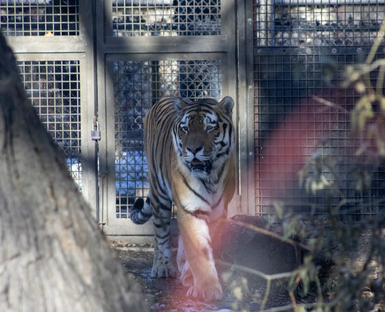 Amur Tiger and with Sun on the viewing window.