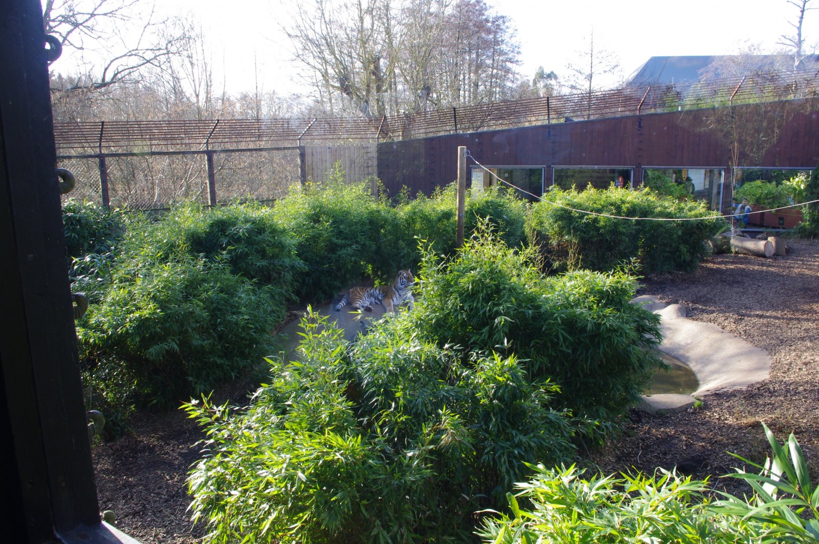 Amur Tiger- Anoushka?- Colchester Zoo 25/2/2022