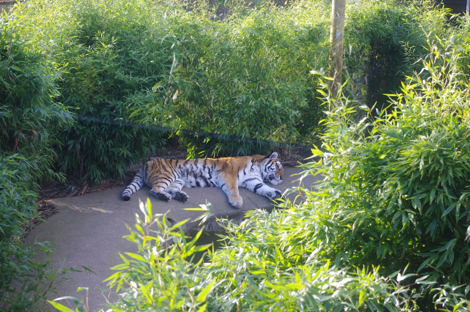 Amur Tiger- Anoushka?- Colchester Zoo 25/2/2022