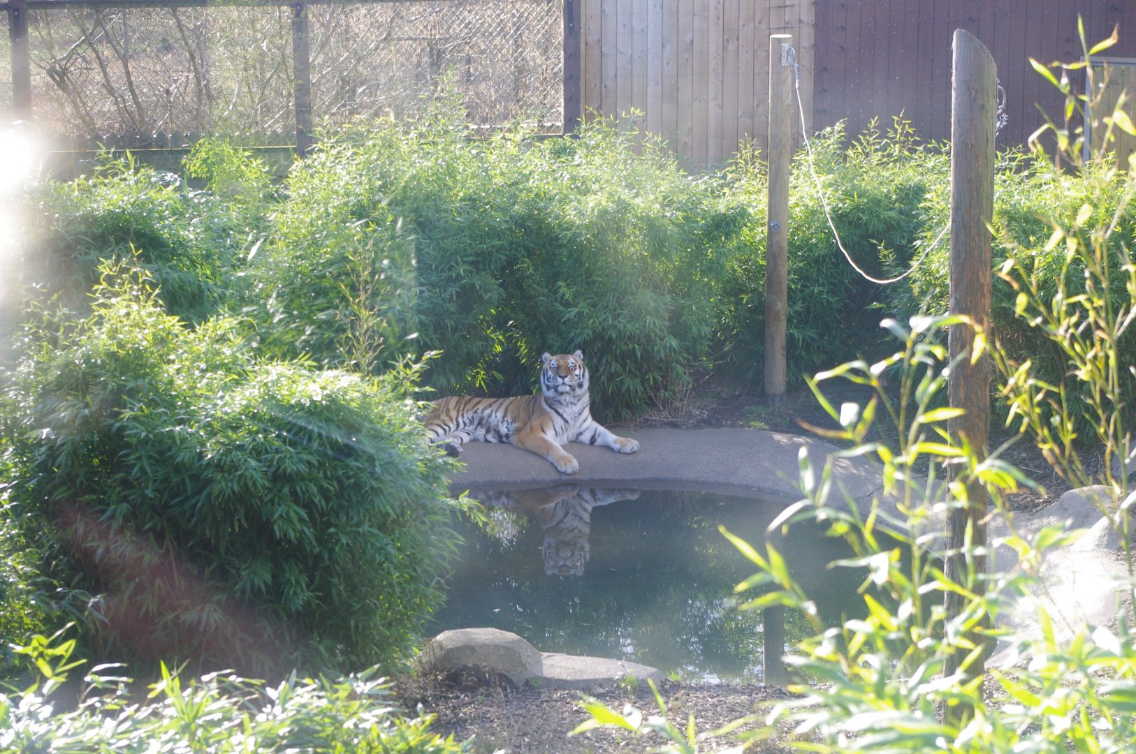 Amur Tiger- Anoushka?- Colchester Zoo 25/2/2022